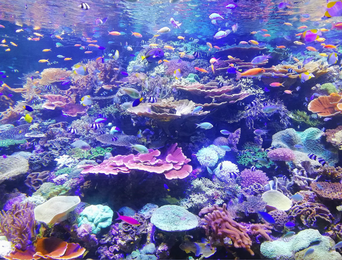 Underwater life of the coast of Japan. 