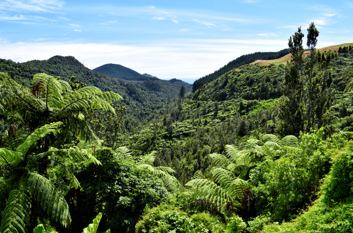 The jungle-like backcountry of New Zealand.