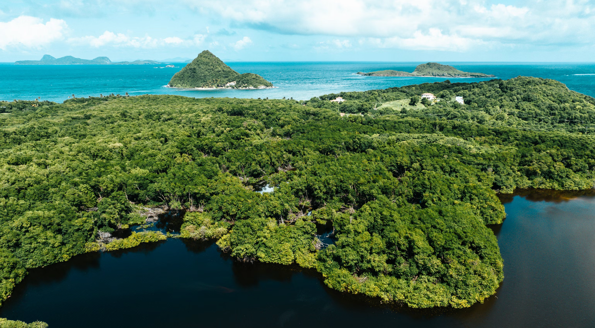 Mangroves, Levera Wetland | Grenada