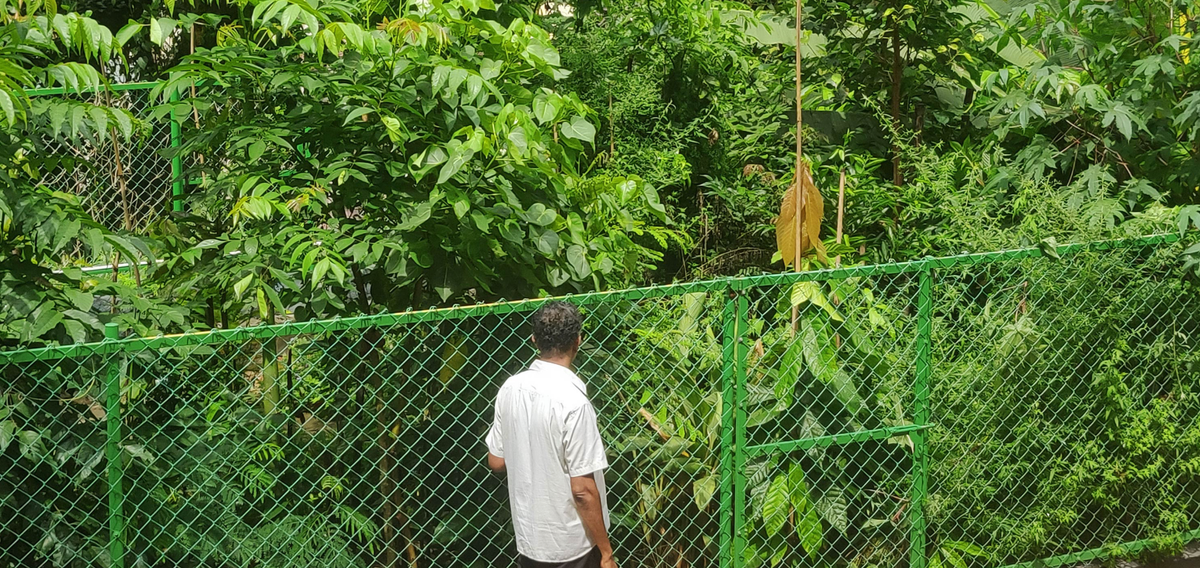 Miyawaki Forest. 