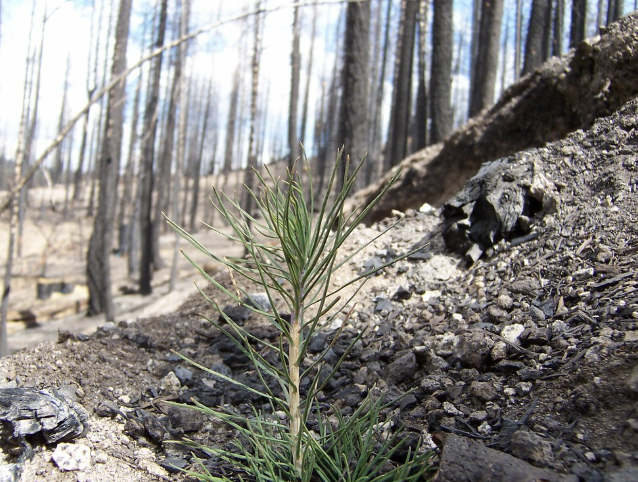 Conifer seedling. 