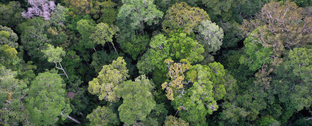 Trees in Borneo.