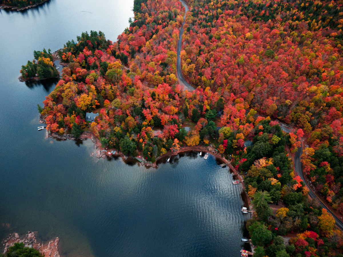 Forests Canada: New Name, More Trees, Nationwide Mission 🌲