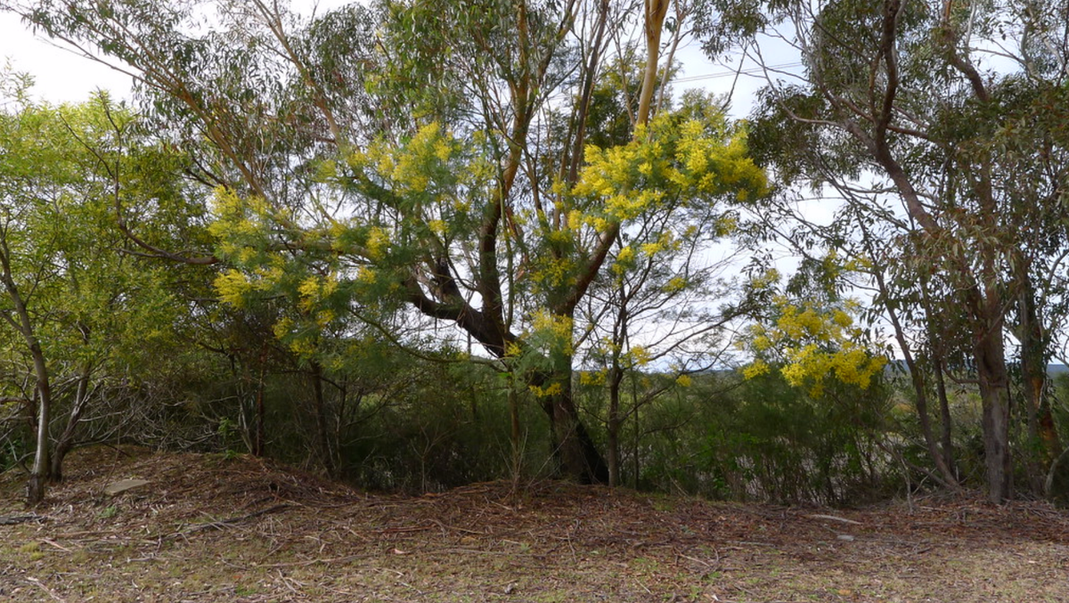 Acacia decurrens tree