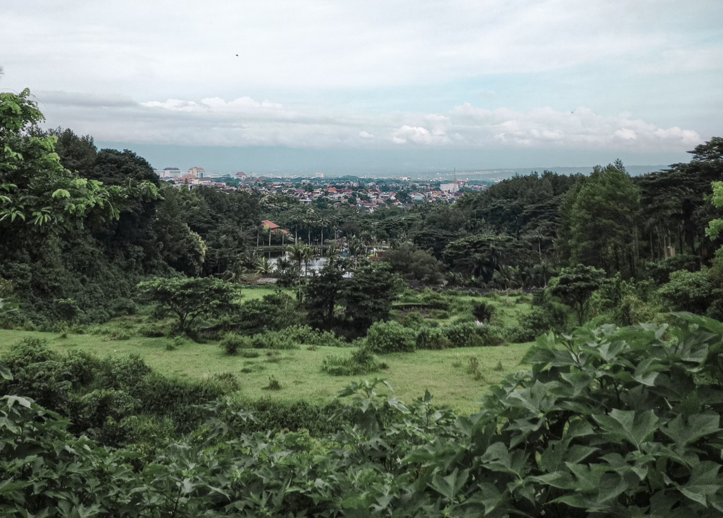 Forest near East Java. 