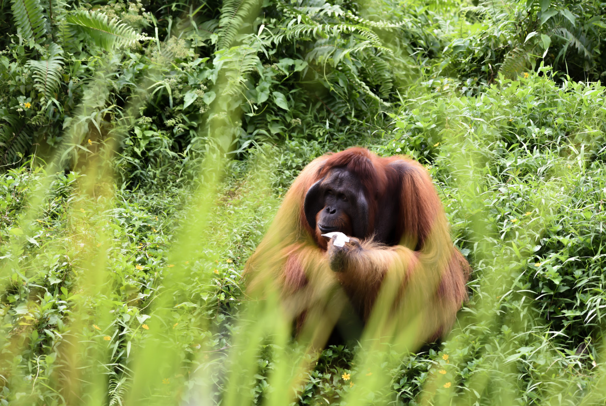 Majestic male Orangutan, Borneo.