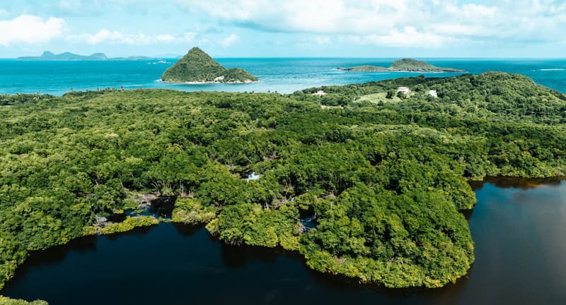 Mangroves in Grenada. 