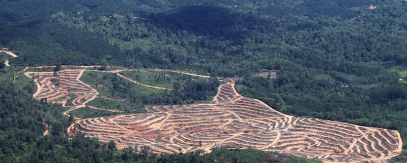 Deforestation in Malaysia. 