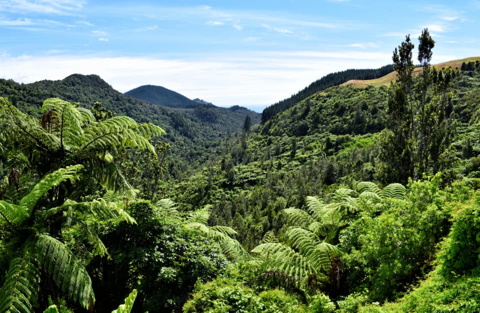 The jungle like backcountry of New Zealand.