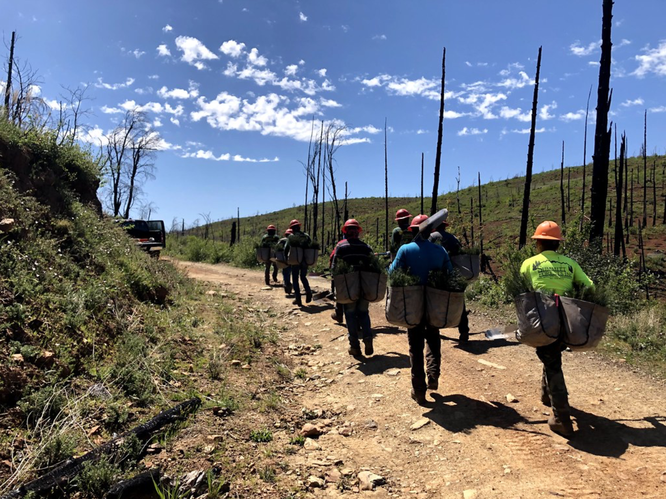 Tree planters head to work. 