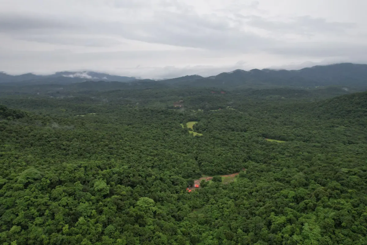  The jungles of South Goa. 