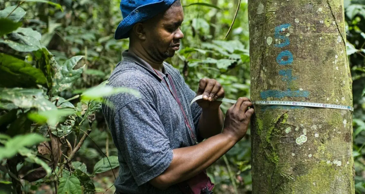 Prosper Sabongo a PHD student measures the circumference in the forest reserve near the village of Masako.