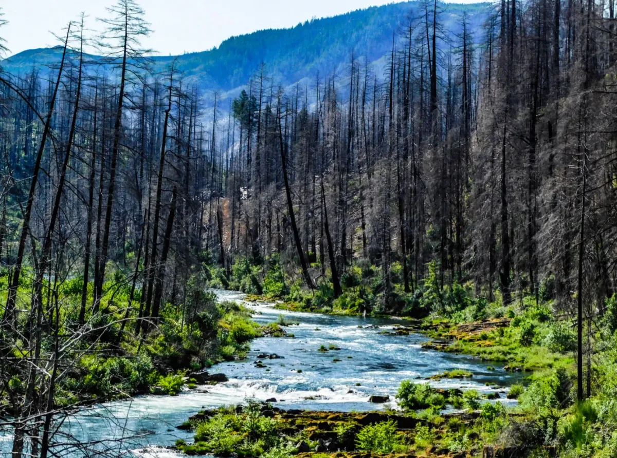 Umpqua, Oregon, where the reforestation took place, with a river surrounded by burnt trees.