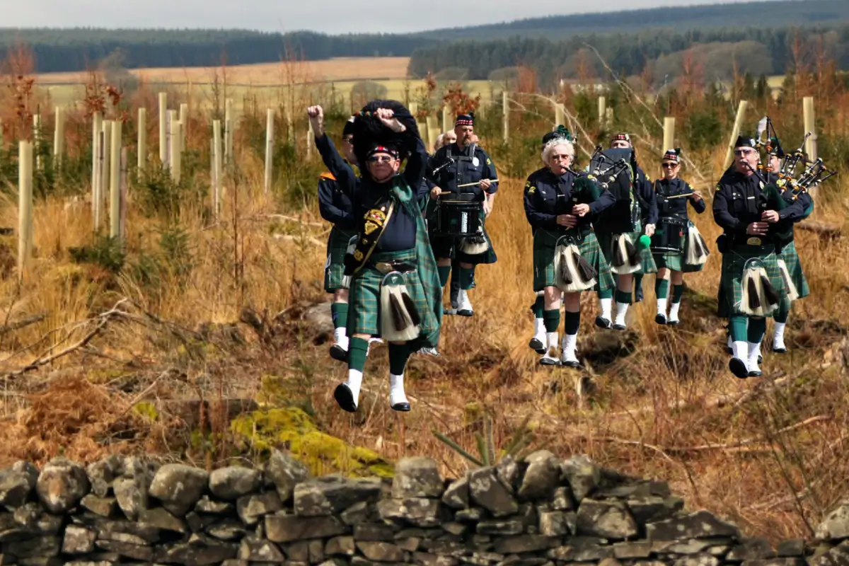 Bagpipes and drums approach trees planted with stakes and tubes.