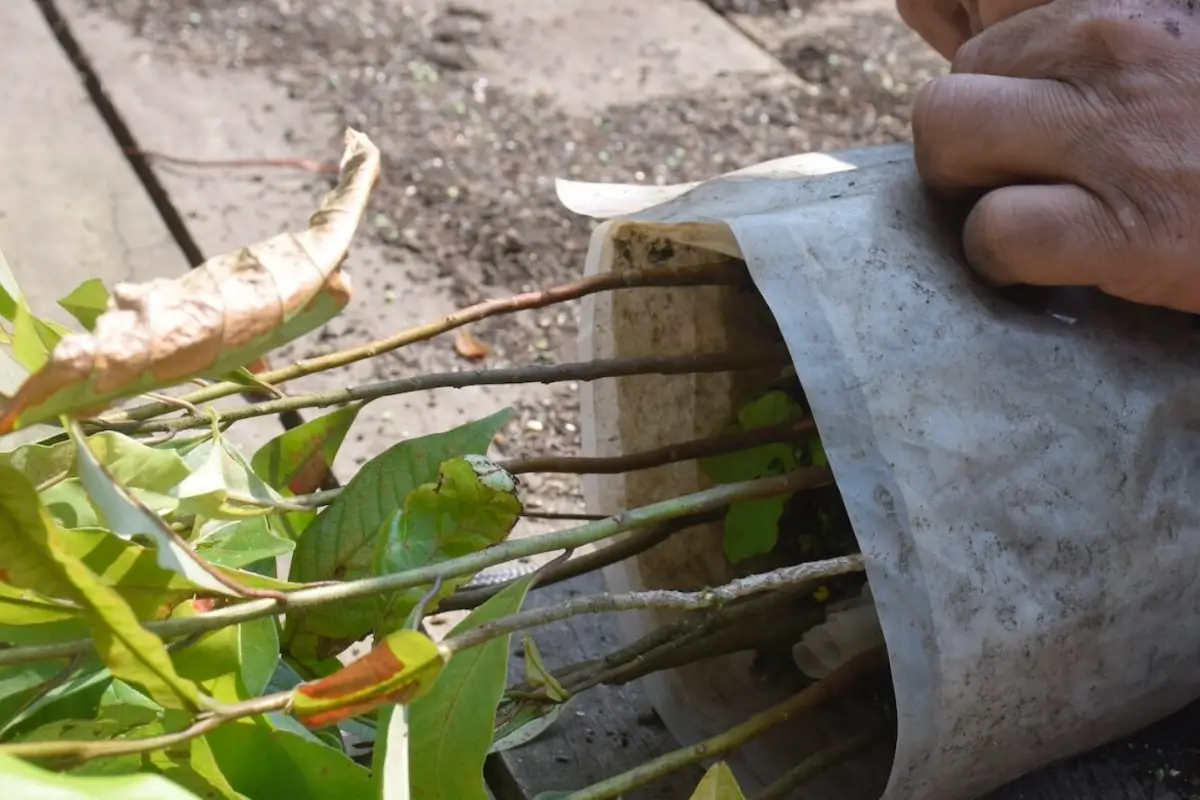 Planting saplings. 