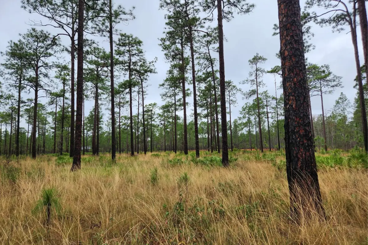 Longleaf pine regenerating in coastal Georgia. Reforestation in real time. 