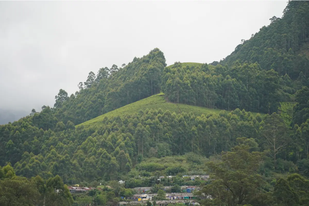 Munnar hills and its beauty in Kerala, India. 