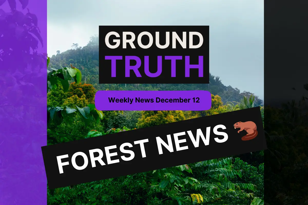 Weekly news December 12, written on a forest backroudn with black and purple colours.