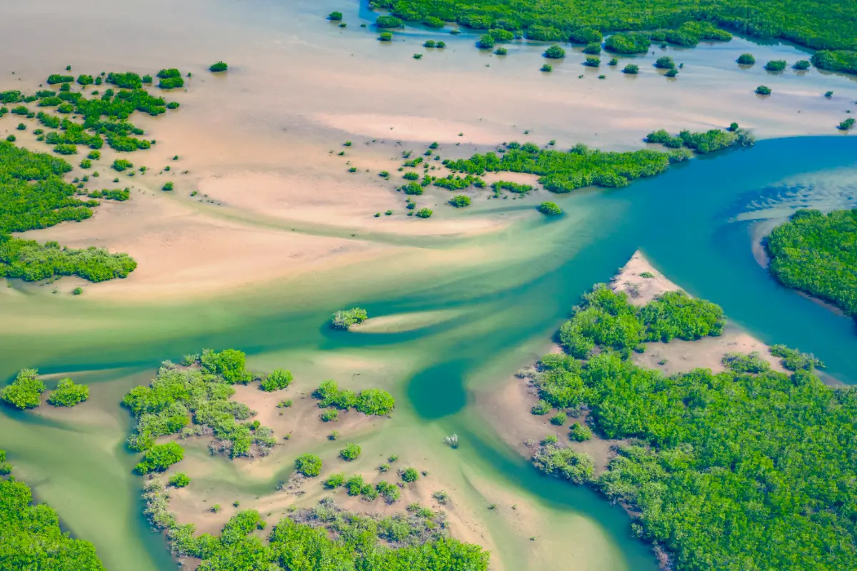 Aerial view of mangrove forest in the Saloum Delta National Park, Joal Fadiout, Senegal. 