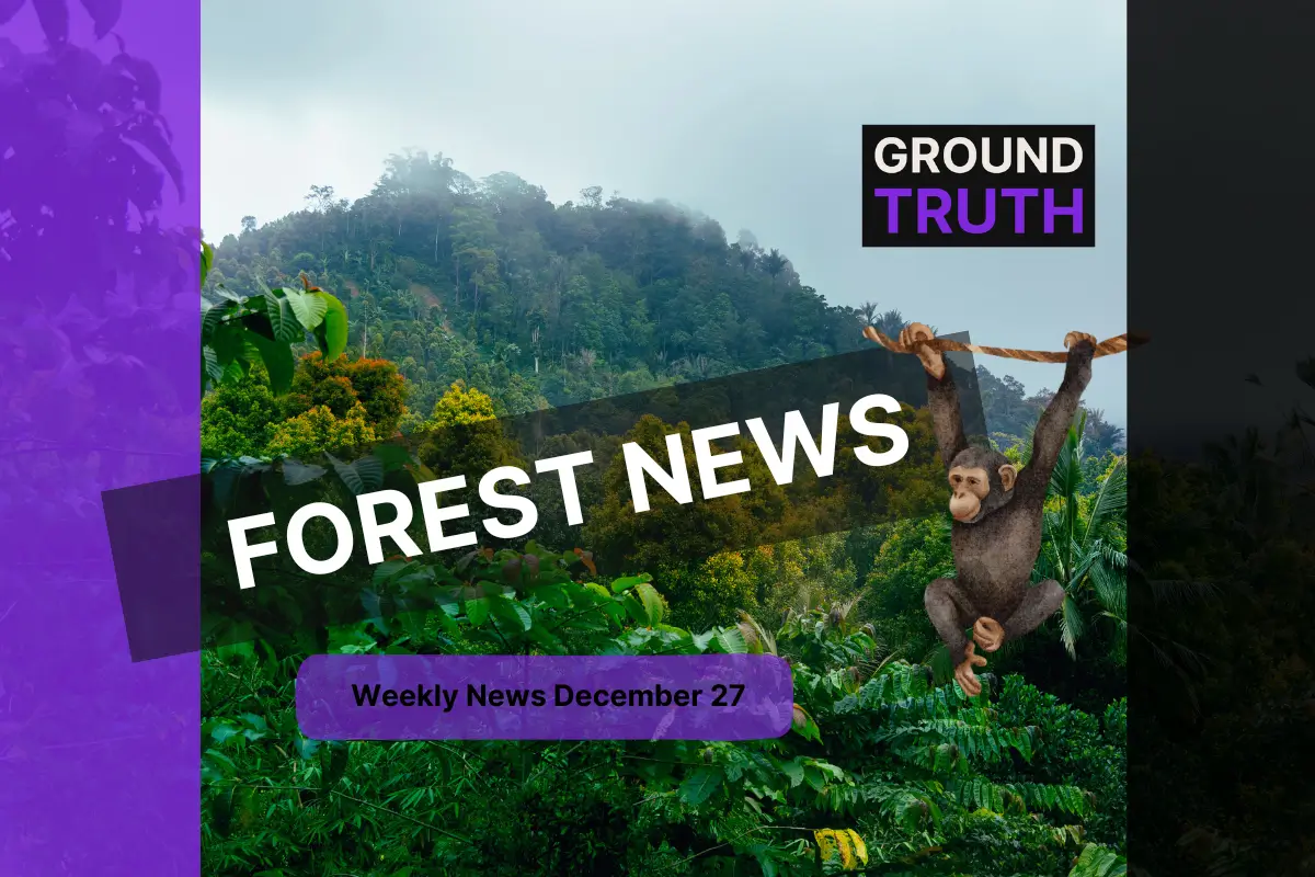 Forest News, December 27, on a forest background with a monkey. 