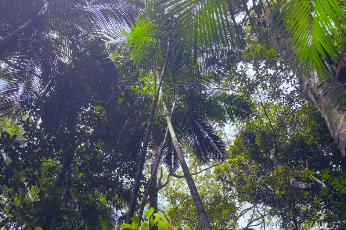 A forest background from RIo De Janeiro. 