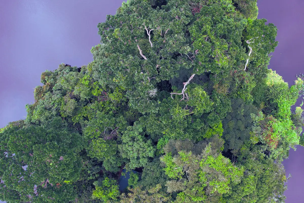 Rainforest in Gabon surrounded by Ivindo River.