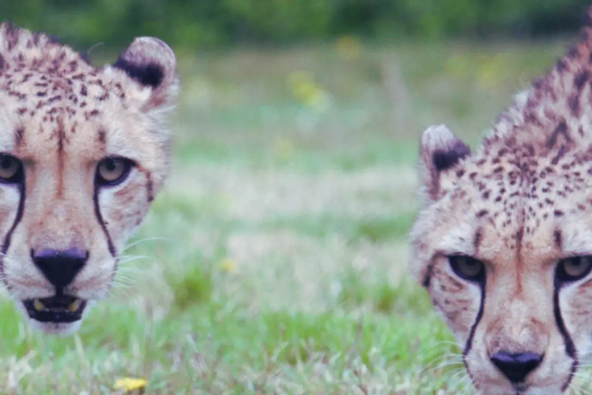 Two cheetahs look at the camera. 