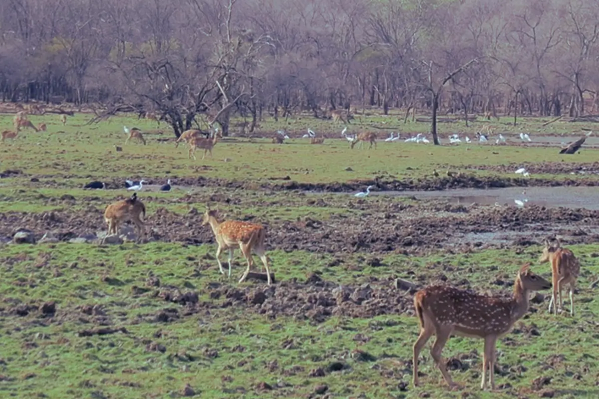 Indian forests and mammals, 2017. 