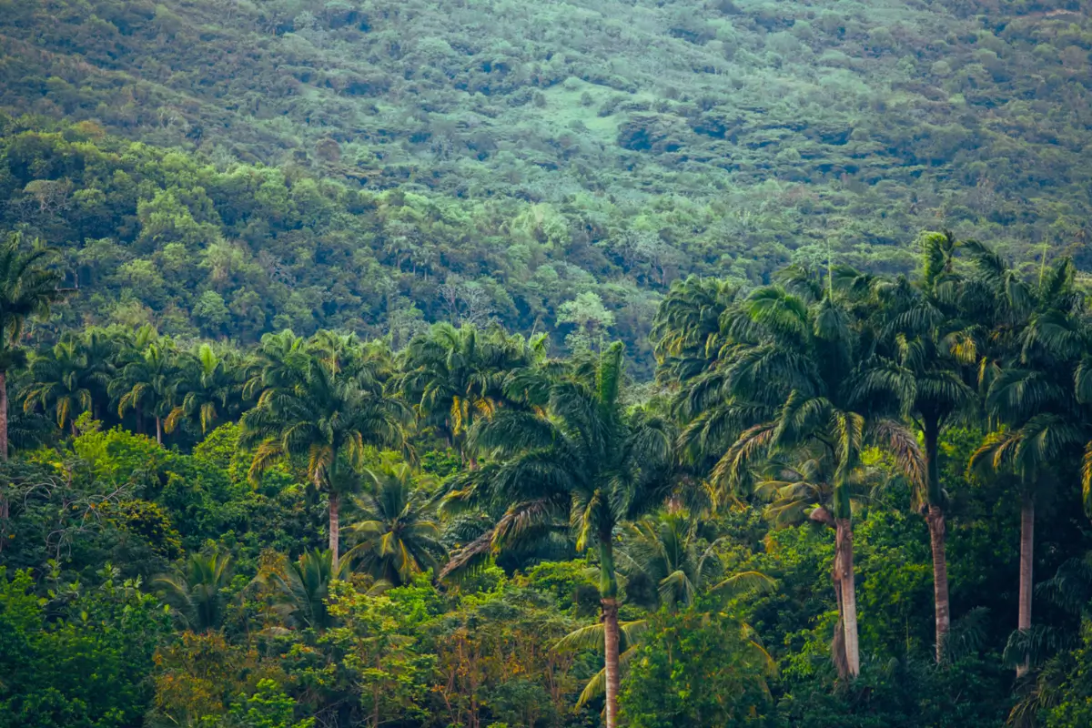 Palm trees in a rainforest. 