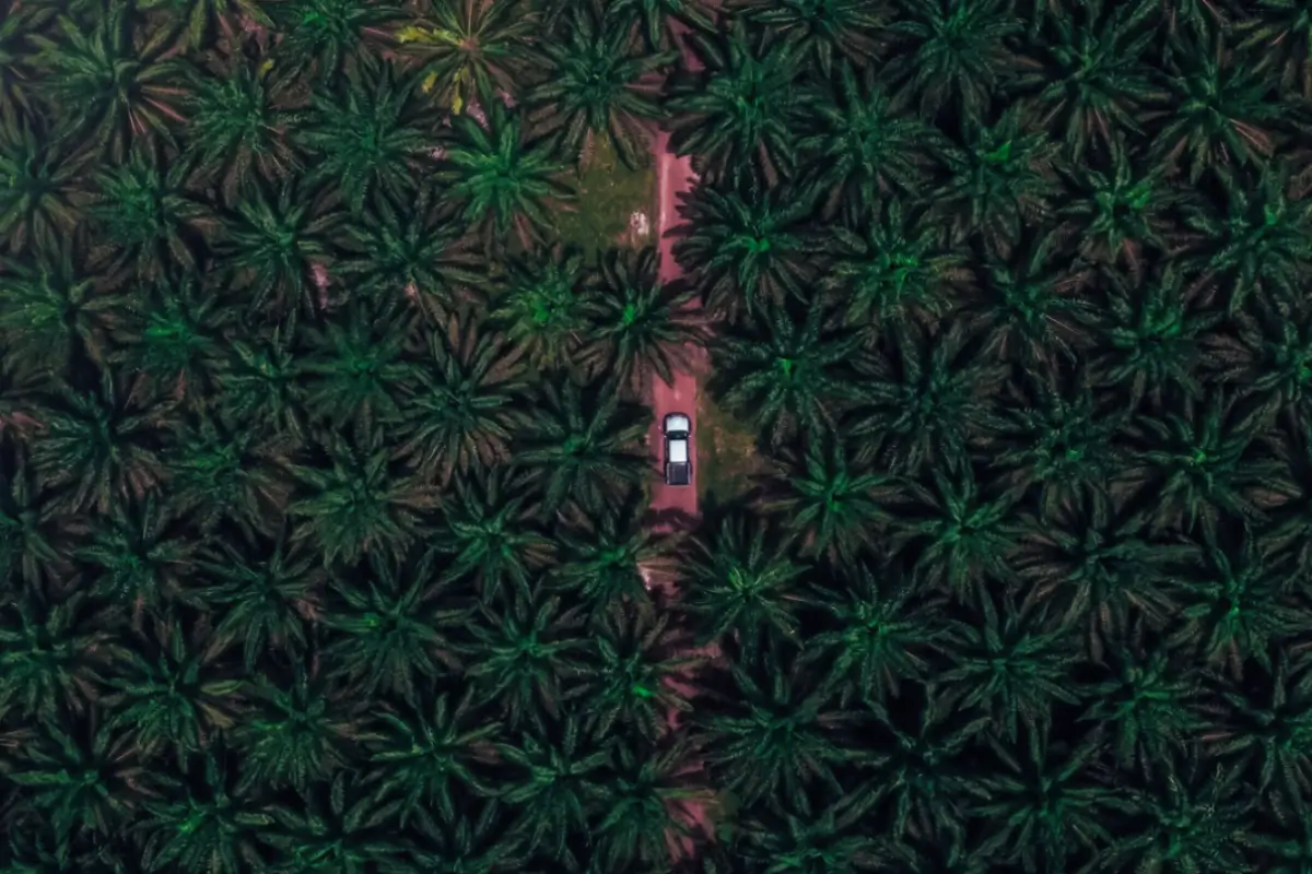 Aerial view of palm oil trees.