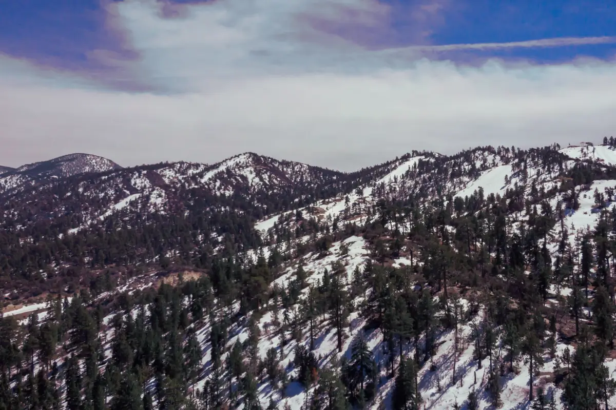 View of forest in Big Bear, US