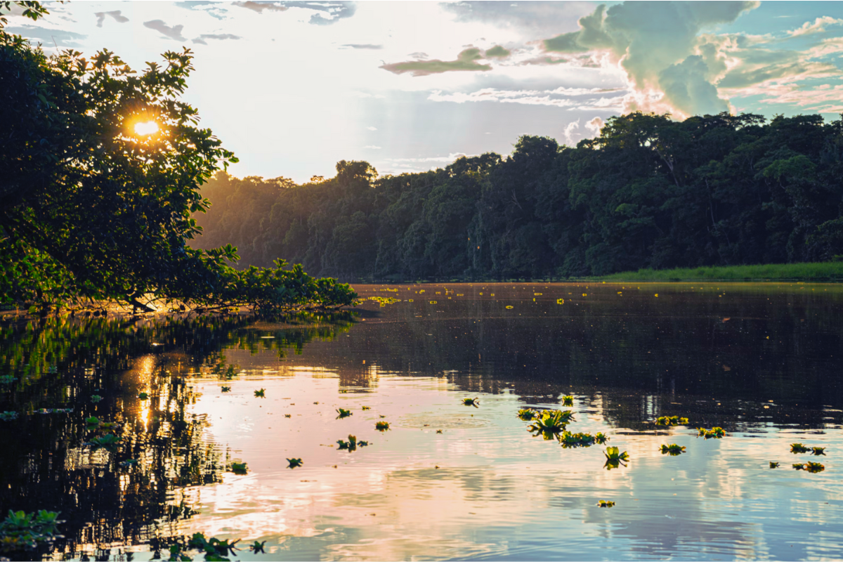 Amazon rainforest background. 