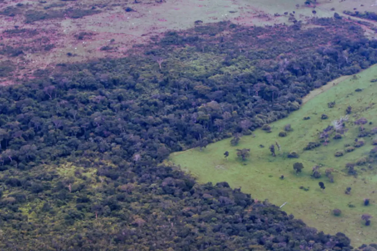 Image of partially cleared forest. 