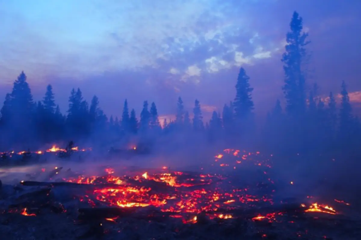 View of forest burning in Oregon.