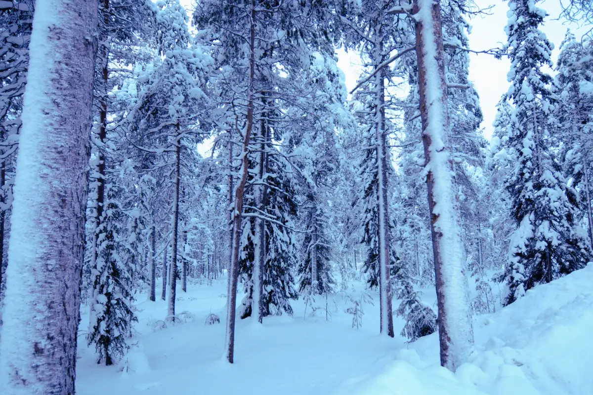 In the Arctic, Planting Trees Actually Makes the World Warmer