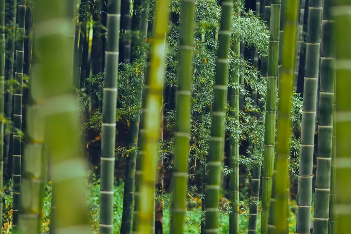 Bamboo trees.