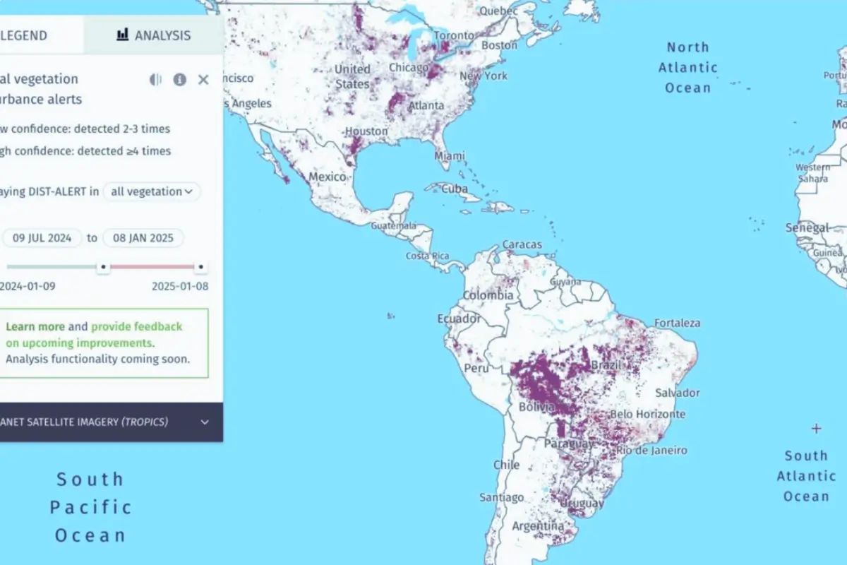 Image from Global Forest Watch.