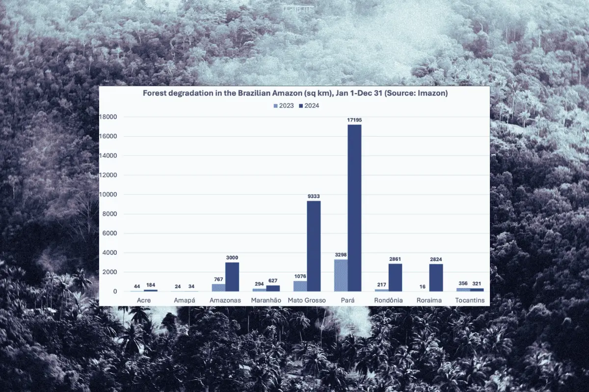 Bar chart on black and white forest image. 