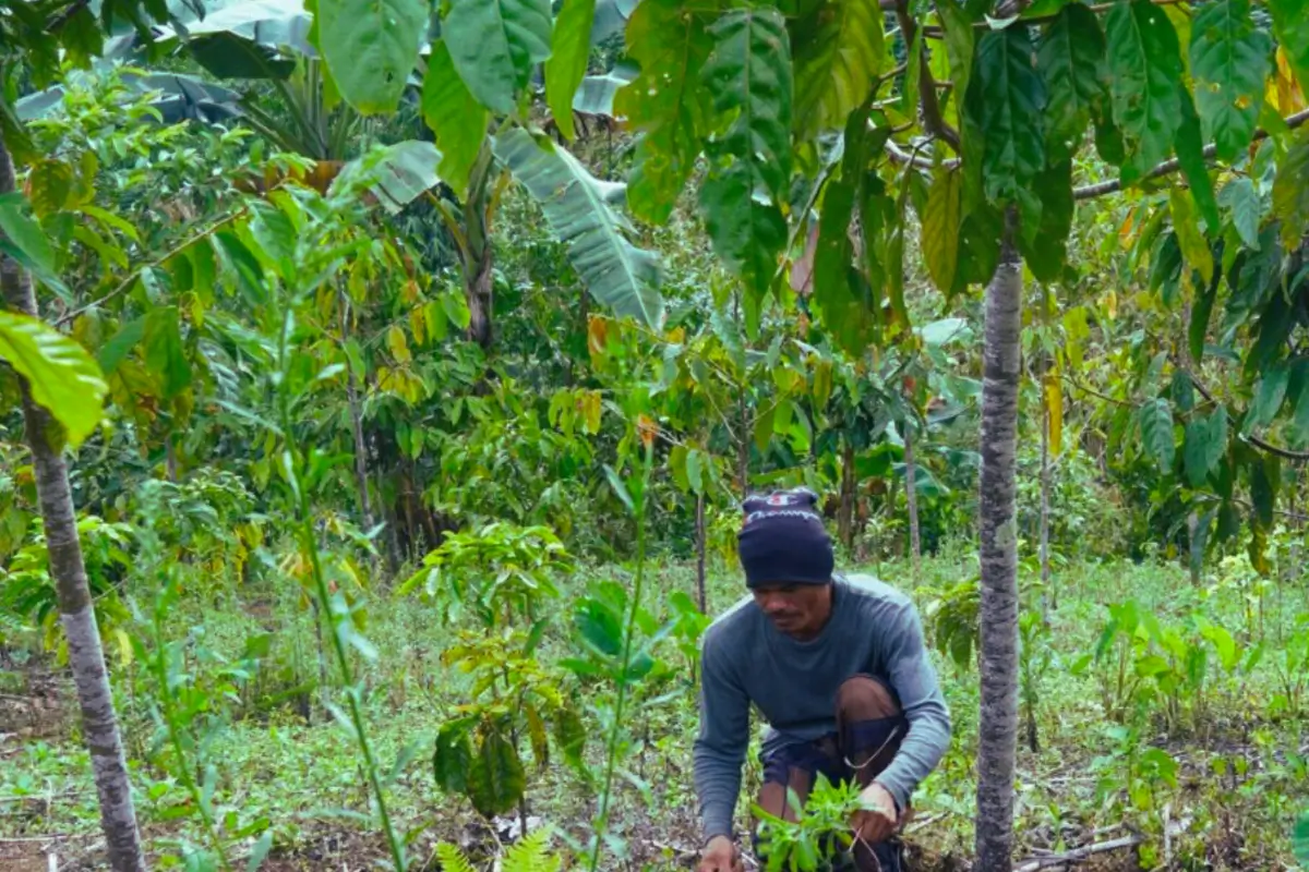 Indigenous man plants trees.