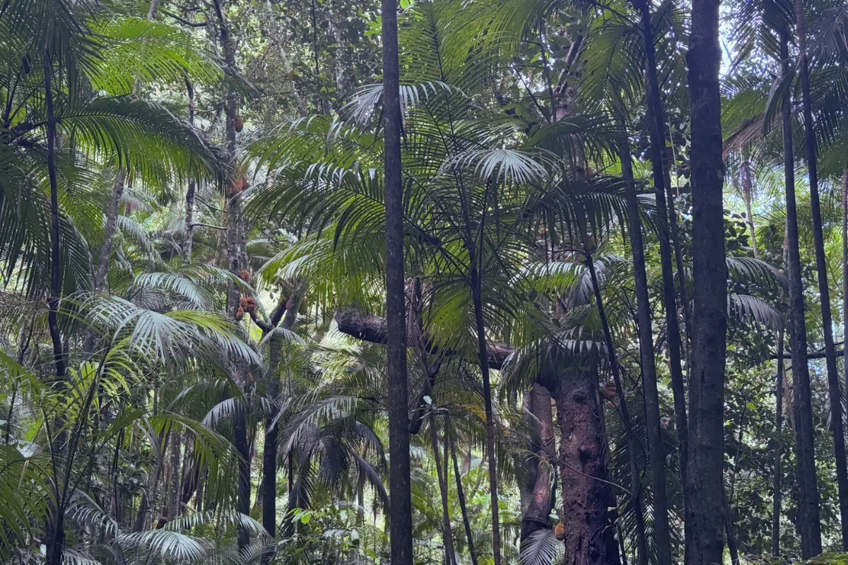 Image of tropical rainforest. 