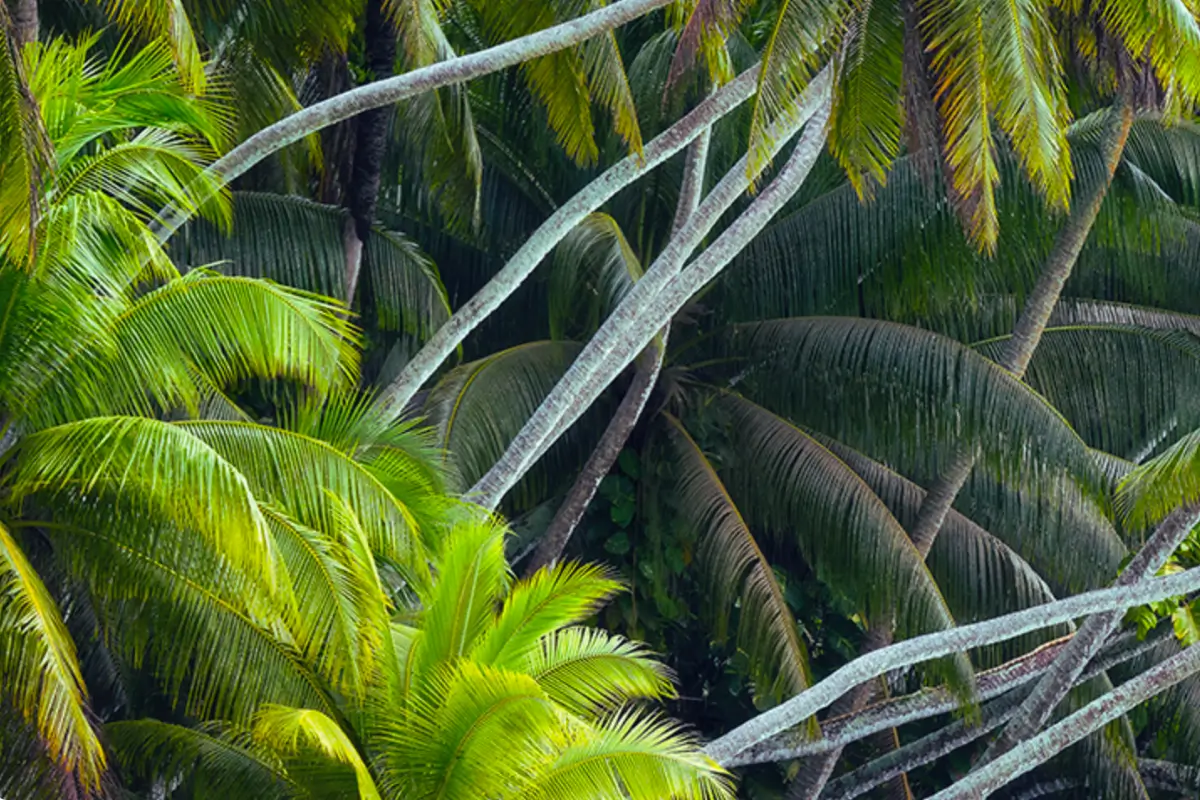 Coconut palm trees.