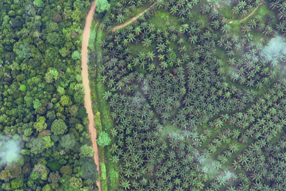 Forest plantation in Brazil. 