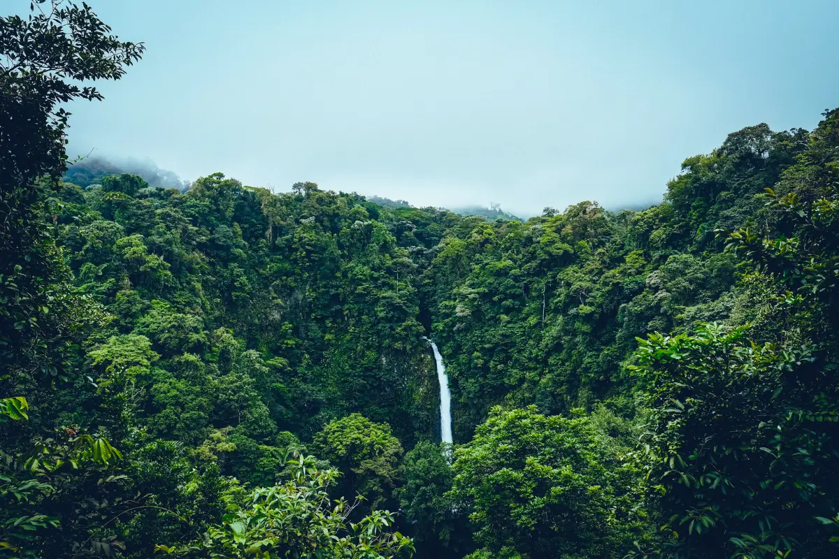 Image of forest and waterfall in Costa Rica. 