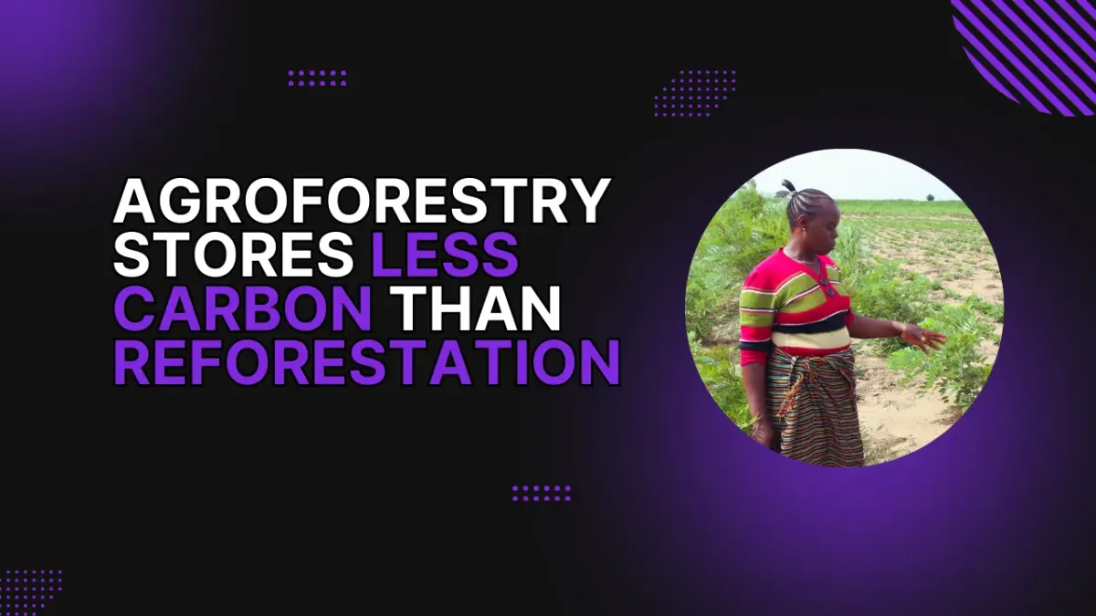 Agroforestry Stores Less Carbon Than Reforestation