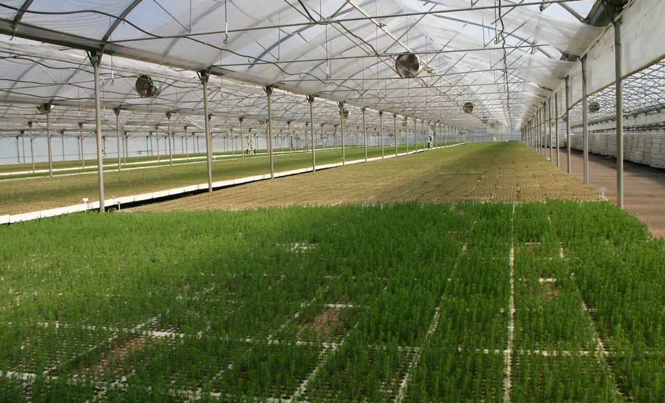 Coniferous Conditions: Seedlings in the Heat🌲