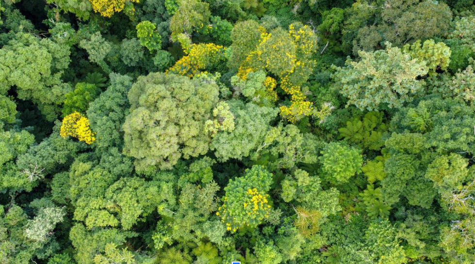 AI-Driven Identification of Forest Species 🌲