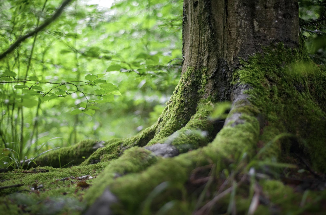 Unveiling the Dual Role of Forests in the Methane Cycle🌱