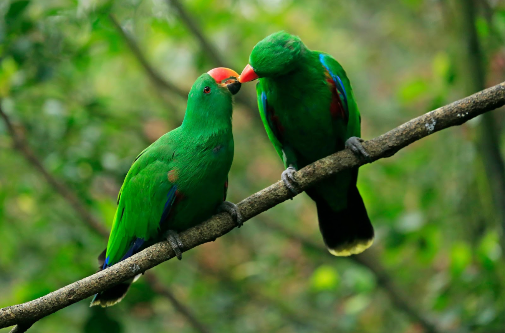 Flocking Rights: Active Restoration Aids Tropical Birds🦜