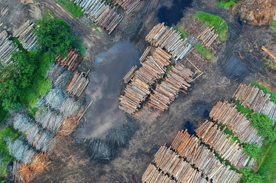 Unveiling the Drivers of Deforestation in Africa🔍