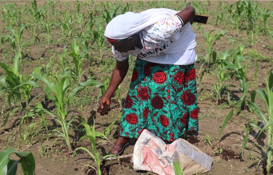 Success of Zai Farming in North Cameroon